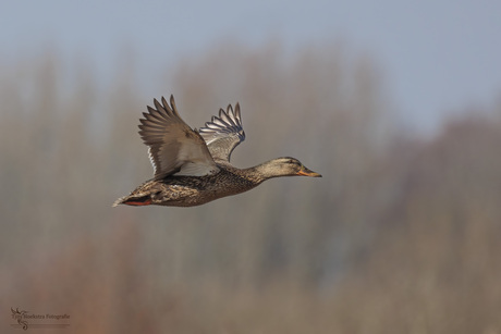 Flying duck 