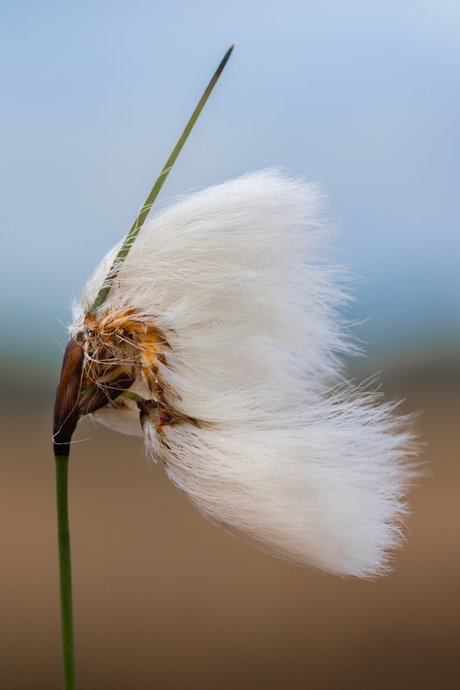 Wolgras in de wind