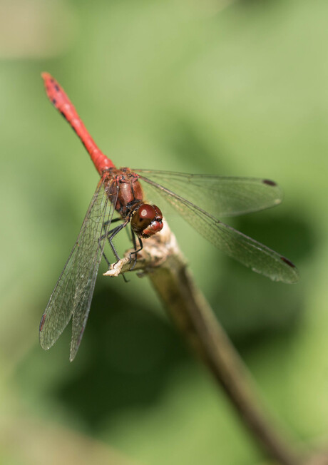 Bloedrode Heidelibel