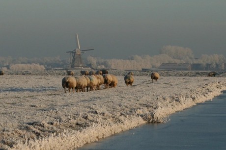 Schapen in de winter