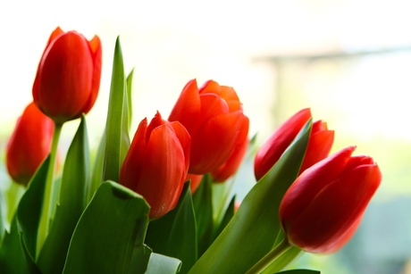 Tulpen