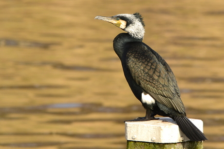 aalscholver,