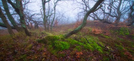 Mos in het bos