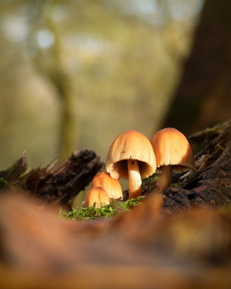 Nog steeds te vinden