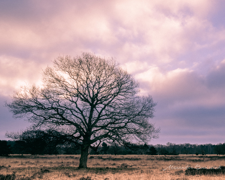 Buurserzand in the morning