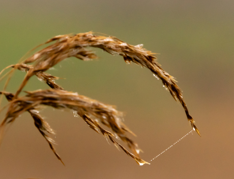 verbondenheid door druppels
