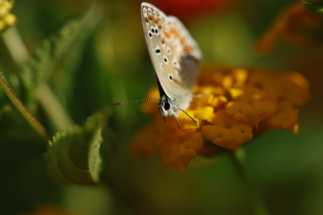Vlinder