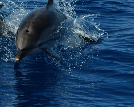 Dolfijnen