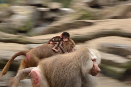 Dierenpark emmen