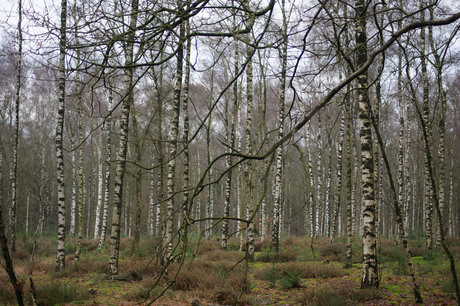 Door de bomen het bos...