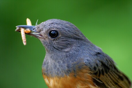 Snacktime!