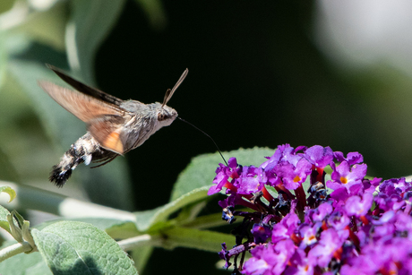 Kolibrievlinder in de tuin