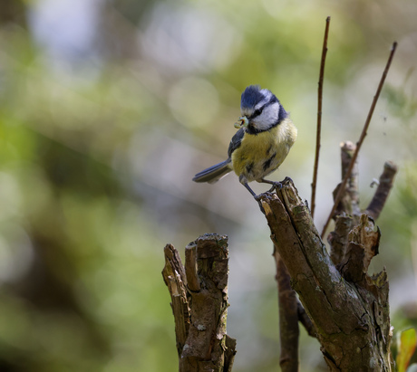 De geslaagde jacht van mama Pimpelmees
