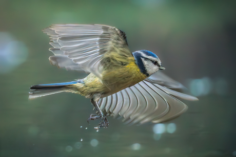 Pimpelmeesje in vogelvlucht