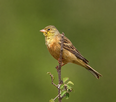Ortolaan