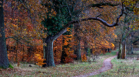 Herfst op de Veluwe