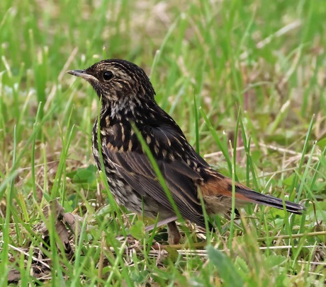 Blauwborst jong op avontuur 