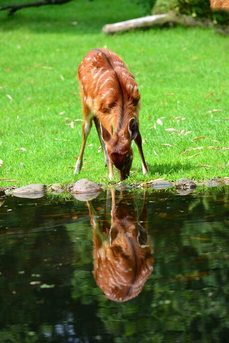 spiegelbeeld