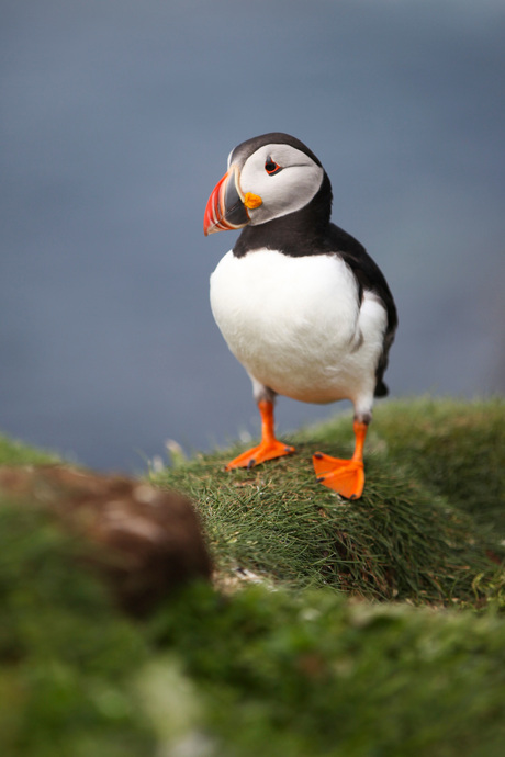 Puffin Scotland