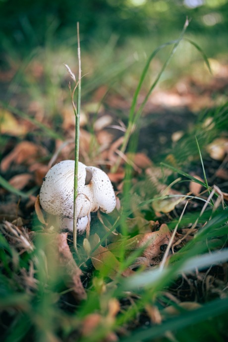 Paddenstoel in t groen