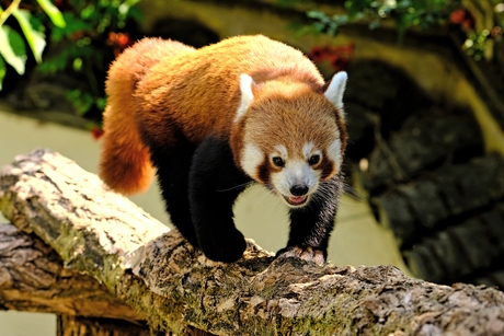 De Rode Panda