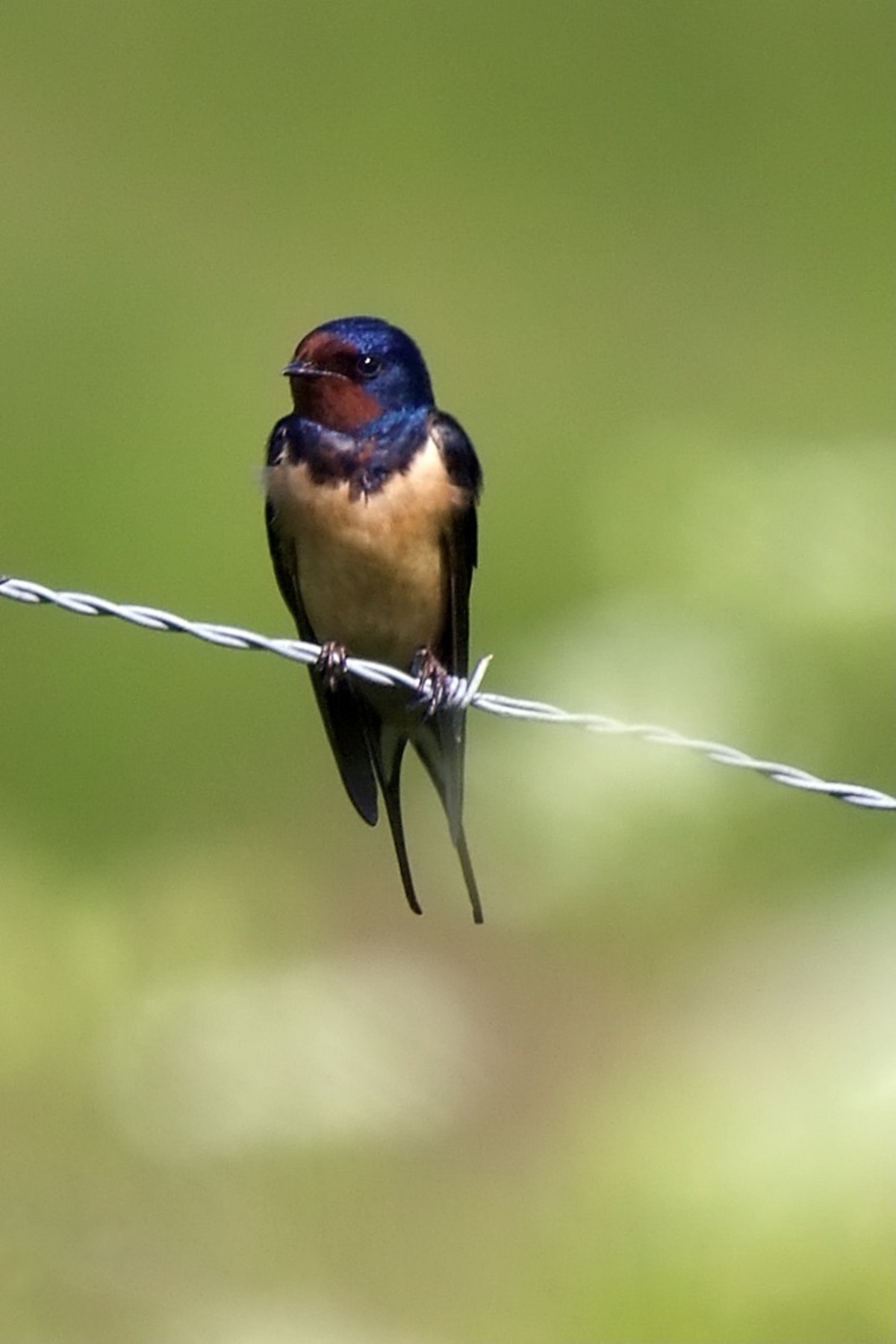 1&hellip;.. maakt nog geen zomer foto van Timetraveler