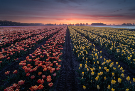 Zonsopkomst Koningsdag