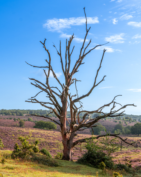 Paarse heide