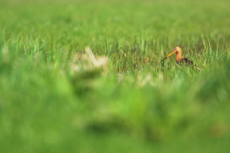 Hidden in Green