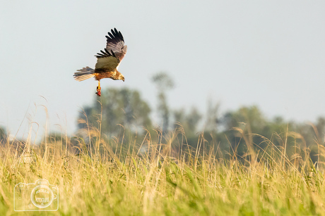 Bruine kiekendief boven het rietveld.