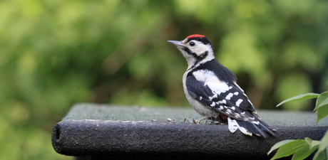 Foto van een jonge specht