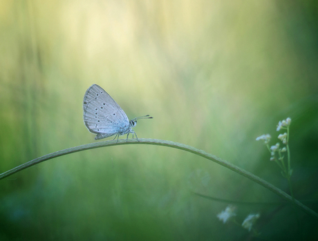 Small blue