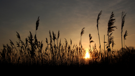 Zonsopkomst door het riet