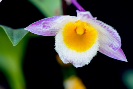 Dendrochilim (orchidee)