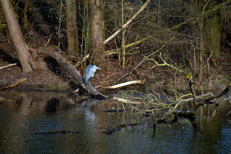 Reiger