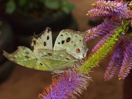 Witte vlinder