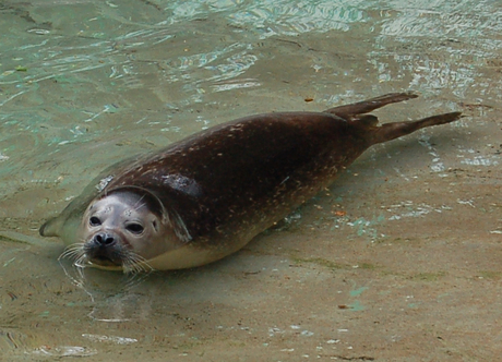 zeehond