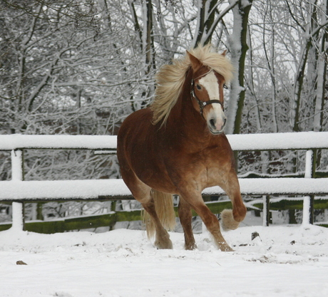 spelen in de sneeuw !