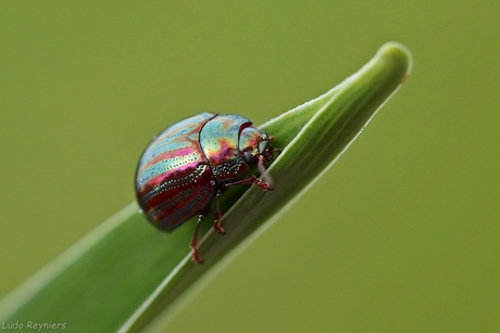 Chrysolina americana