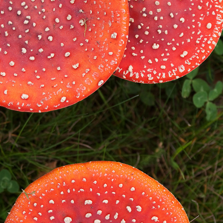 Cirkels in het Gras