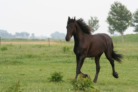 friese paarden 2