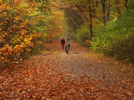 Autumn Walk