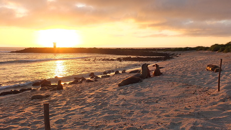 Zeeleeuwen in de avondzon Galapagos