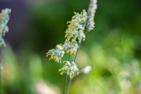 Flower closeup attempt