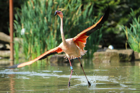 Flamingo vleugels strekken