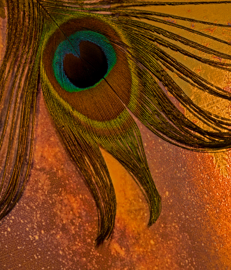 eye of the peacock@zoom