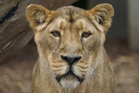 Moeder leeuw