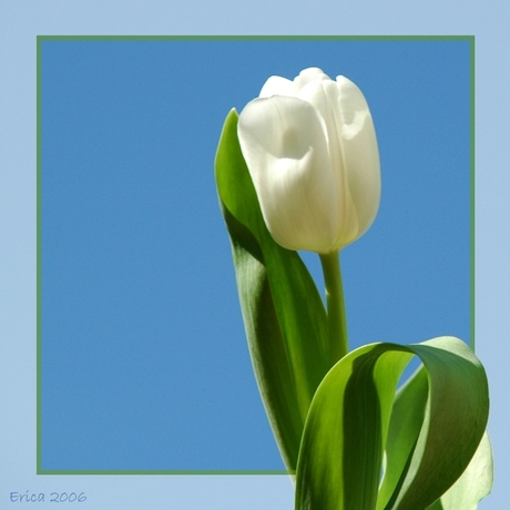 Tulp in de zon