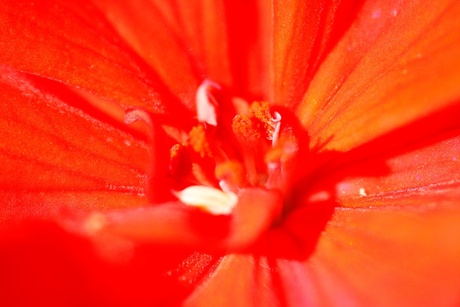 bloem rode geranium