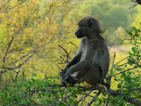 Baboon in Krugerpark.jpg